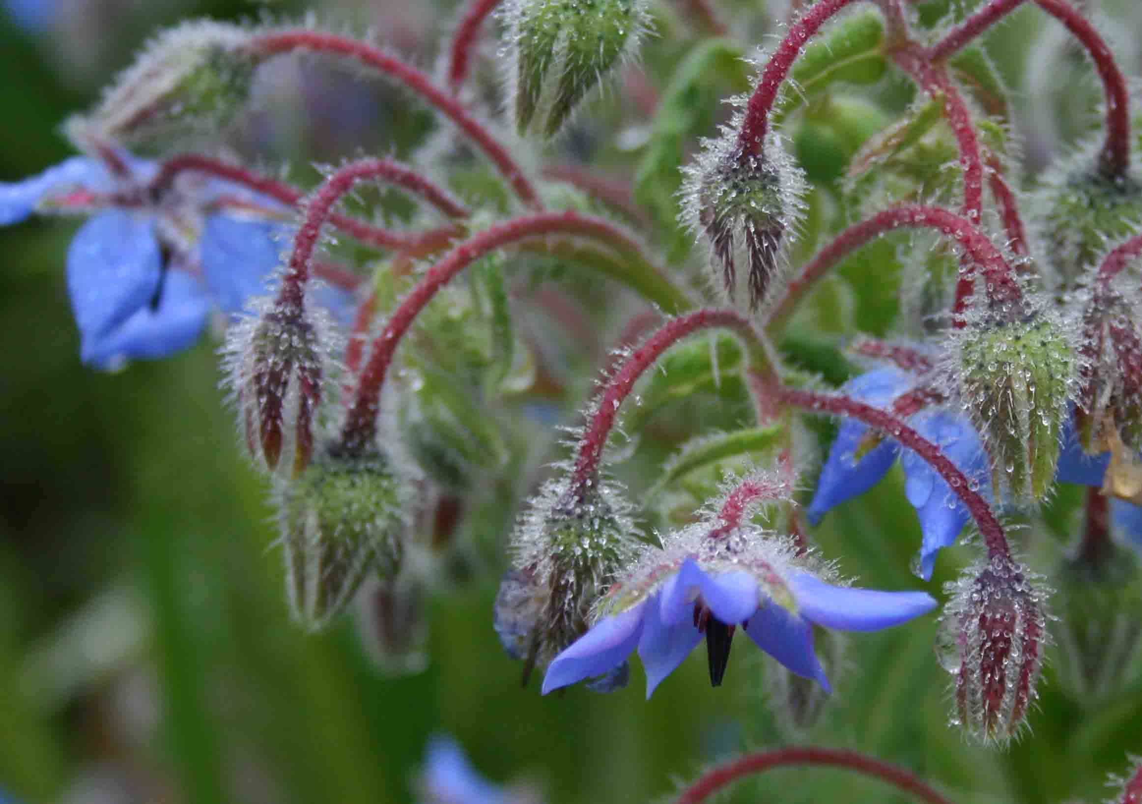 Borragine? si, Borago officinalis